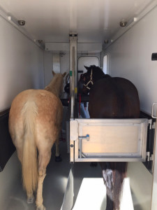 View of 2 horses Inside the Mobile Equine Hyperbaric Therapy (MEHOT) chamber