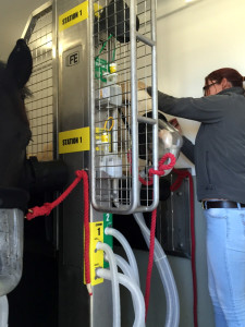 Horses fitted with Oxygen Masks inside the Mobile Equine Hyperbaric Therapy (MEHOT) chamber